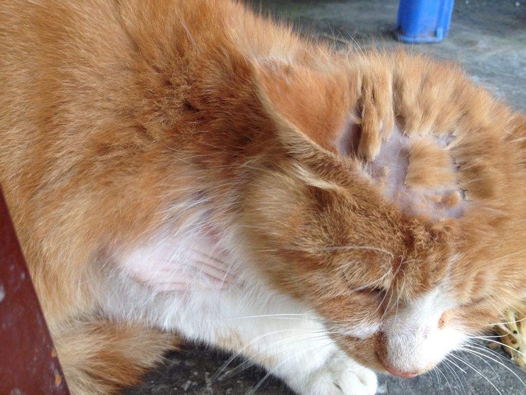 吃啥能补钙(可以补钙)-硒宝网