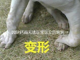 吃啥能补钙(可以补钙)-硒宝网