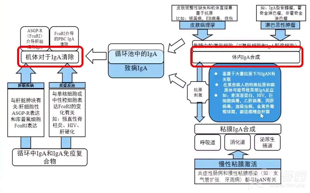膜性肾炎可以补硒吗(慢性肾炎可以吃硒酵母片吗)-硒宝网