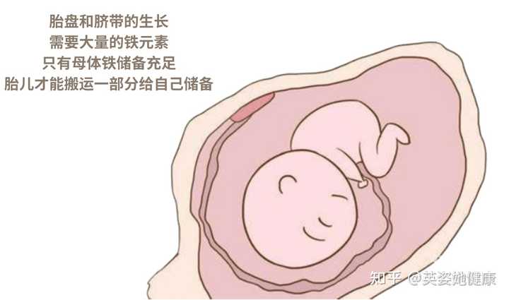 孕妇一定要补铁吗（孕妇补铁要补多久）-硒宝网