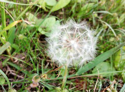 急性白血病补硒好吗(白血病吃硒元素起作用吗)-硒宝网