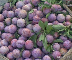 补硒多少可以防辐射（硒对抗辐射有作用吗）-硒宝网