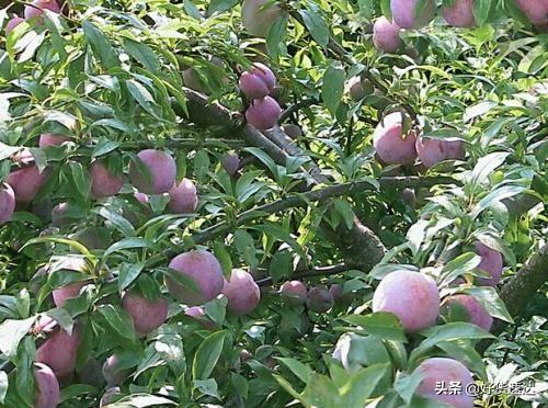 补硒多少可以防辐射（硒对抗辐射有作用吗）-硒宝网