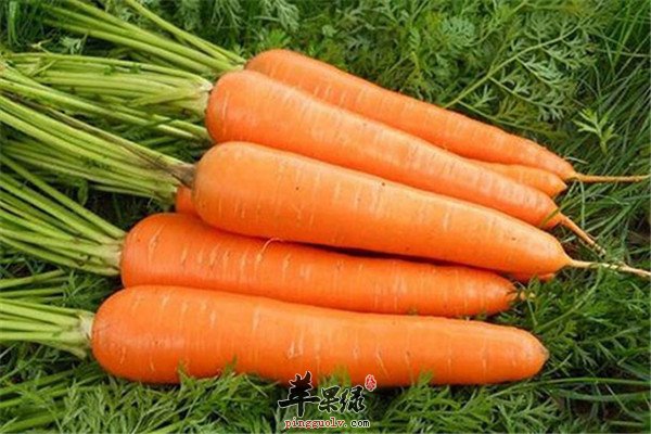 什么时间补铁效果最好(效果好补铁时间长的食物)-硒宝网