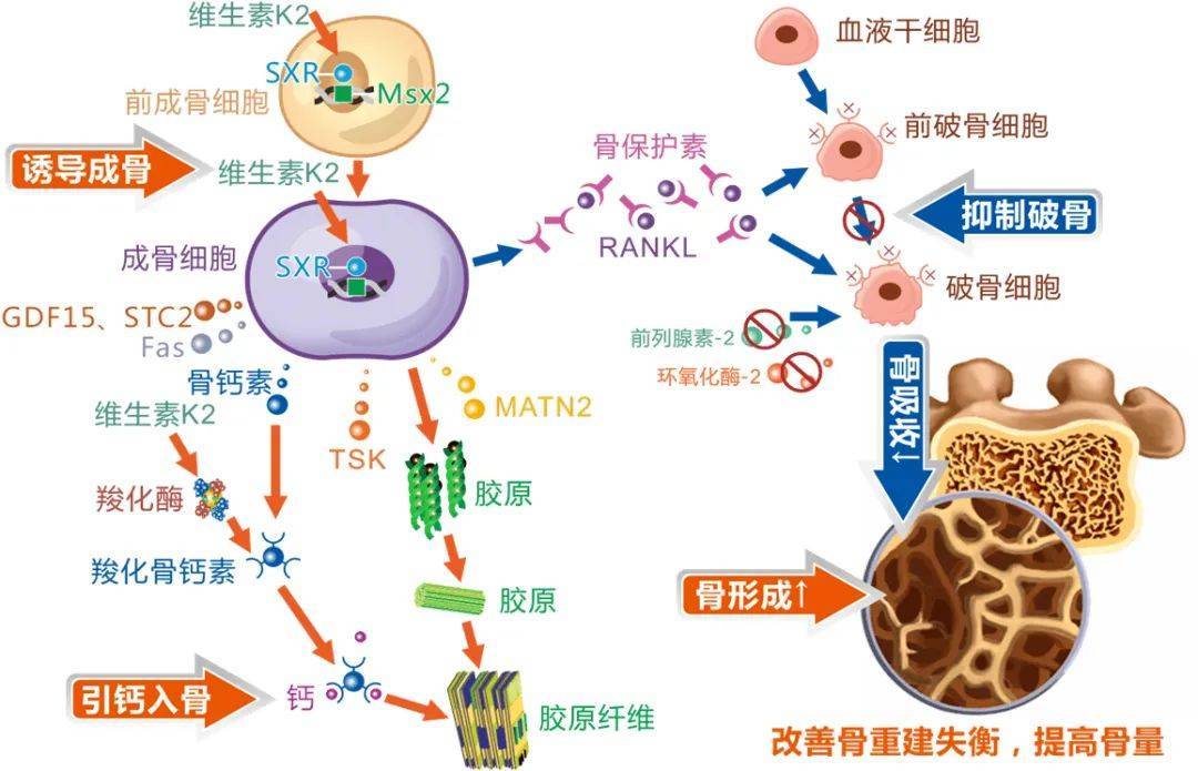 维生素d3可以补钙吗(维生素补钙可以长期吃吗)-硒宝网