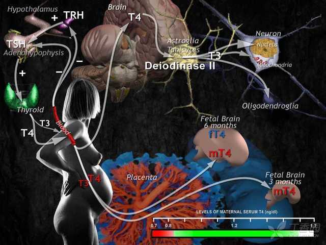 甲减病人需要补硒吗(甲减为什么要补硒甲减的饮食)-硒宝网