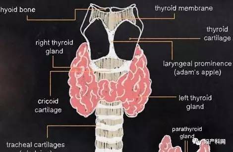 甲减病人需要补硒吗(甲减为什么要补硒甲减的饮食)-硒宝网