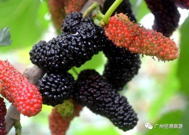 无花果怎么补硒的药（无花果的硒含量是多少）-硒宝网