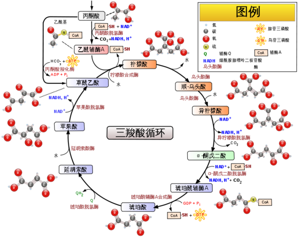 补硒会形成肾结石吗(肾结石能吃硒元素吗)-硒宝网