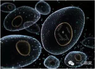 补硒会形成肾结石吗(肾结石能吃硒元素吗)-硒宝网