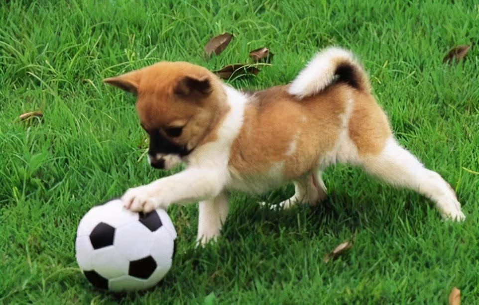 儿童换牙需要补钙吗(儿童换牙补钙)-硒宝网