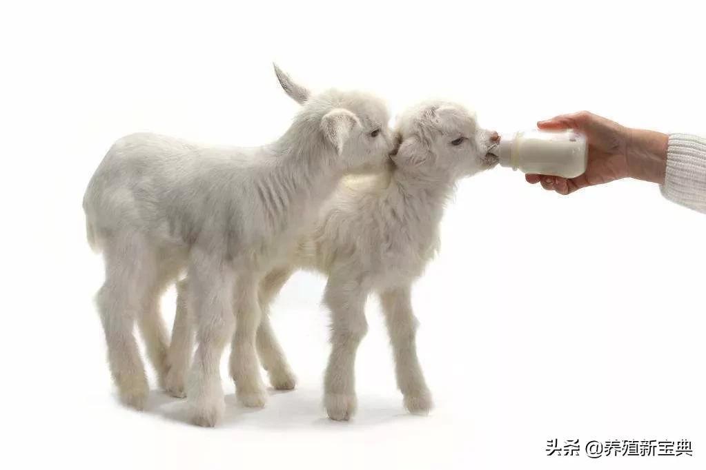 给羊补硒有什么好处(给羊补硒用什么药)-硒宝网