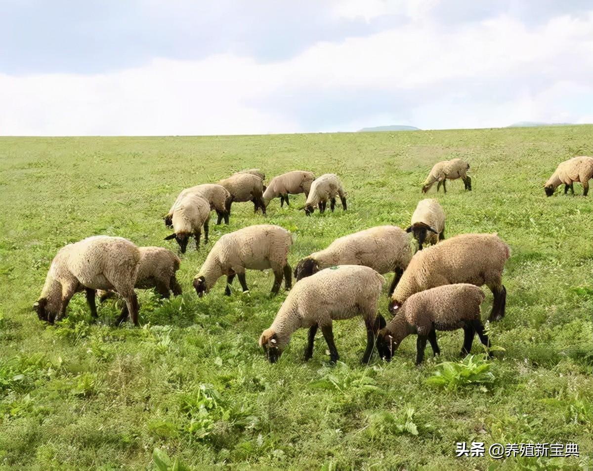 给羊补硒有什么好处(给羊补硒用什么药)-硒宝网