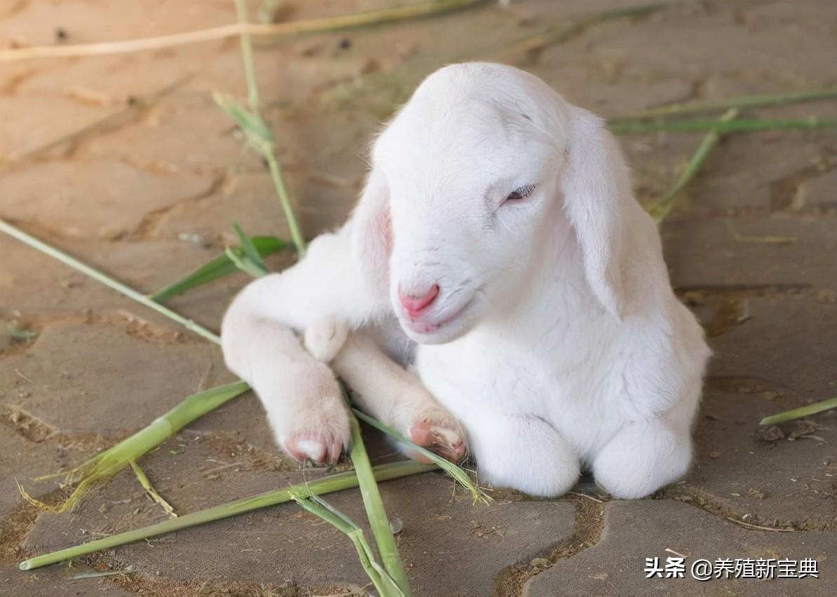 给羊补硒有什么好处(给羊补硒用什么药)-硒宝网