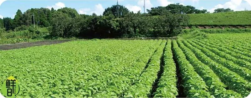 吃芝麻酱补钙吗（芝麻酱补钙吃多久有效）-硒宝网