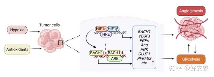 糖尿病什么食物补硒(病补食物糖尿硒含量多少)-硒宝网