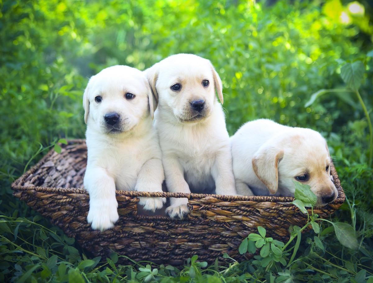 泰迪补钙吃什么东西好（泰迪补钙东西吃好不好）-硒宝网