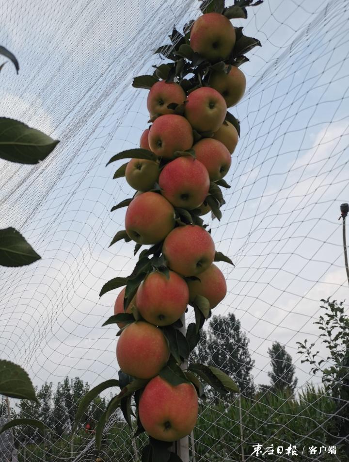 果树补硒元素可以吗（果树补元素硒可以治什么病）-硒宝网