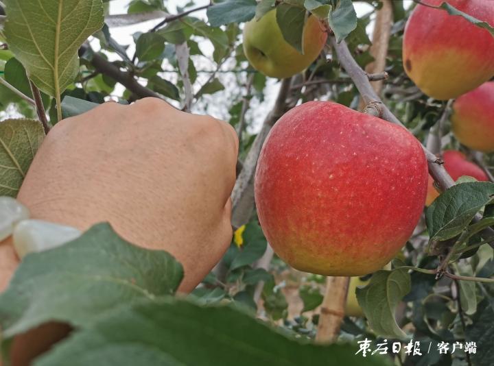 果树补硒元素可以吗（果树补元素硒可以治什么?。?硒宝网