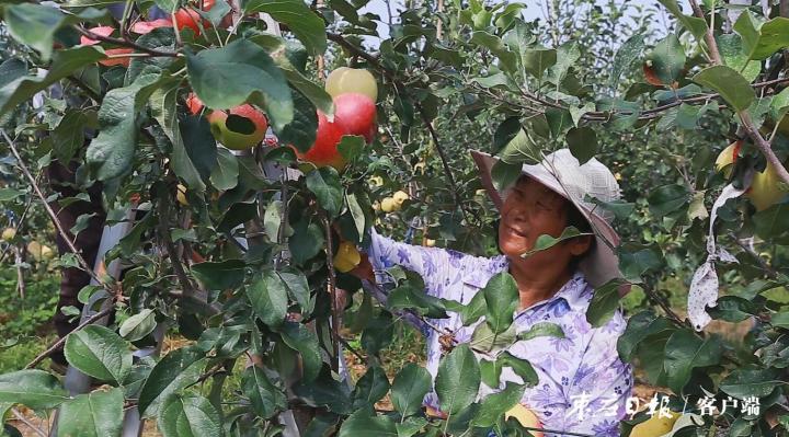 果树补硒元素可以吗（果树补元素硒可以治什么病）-硒宝网