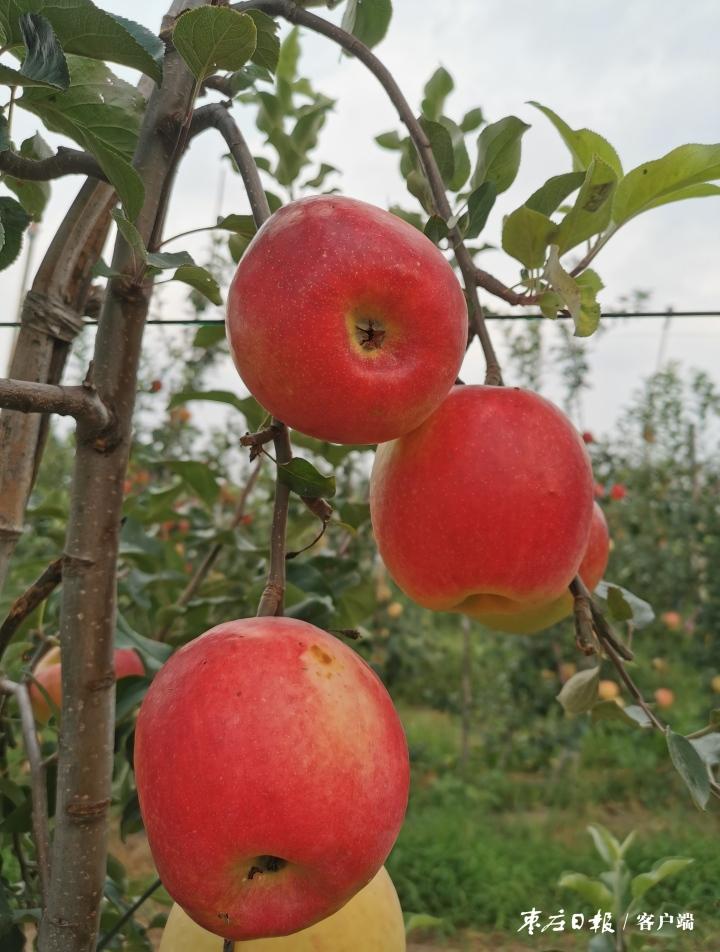 果树补硒元素可以吗（果树补元素硒可以治什么病）-硒宝网