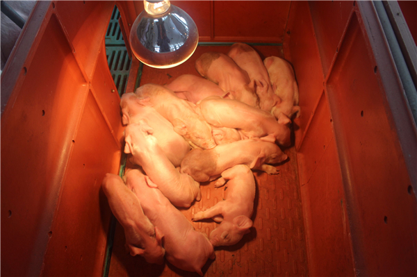 30斤猪补硒打多少（猪补硒过量怎么办）-硒宝网