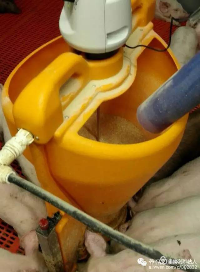 30斤猪补硒打多少（猪补硒过量怎么办）-硒宝网