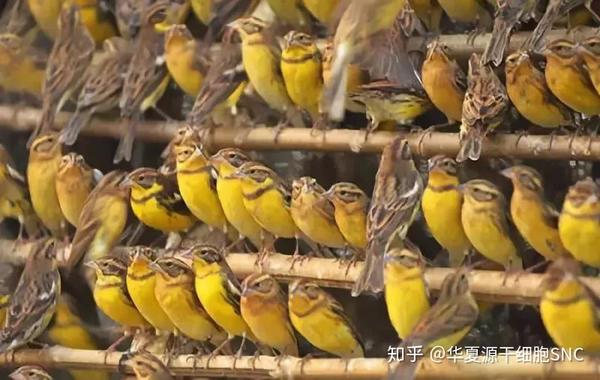 男人为什么要补锌（男人补锌要吃什么呢牌子的）-硒宝网