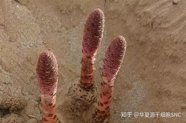 男人为什么要补锌（男人补锌要吃什么呢牌子的）-硒宝网