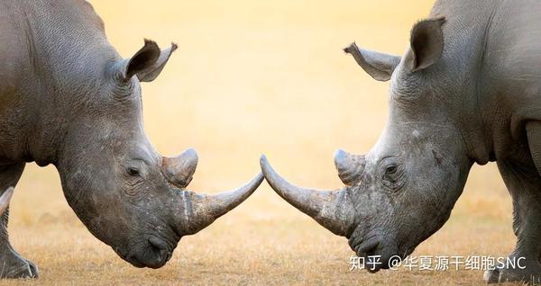男人为什么要补锌（男人补锌要吃什么呢牌子的）-硒宝网