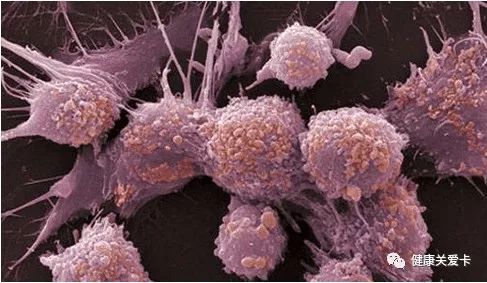 黄芪补硒提高免疫力（黄芪增加免疫力）-硒宝网