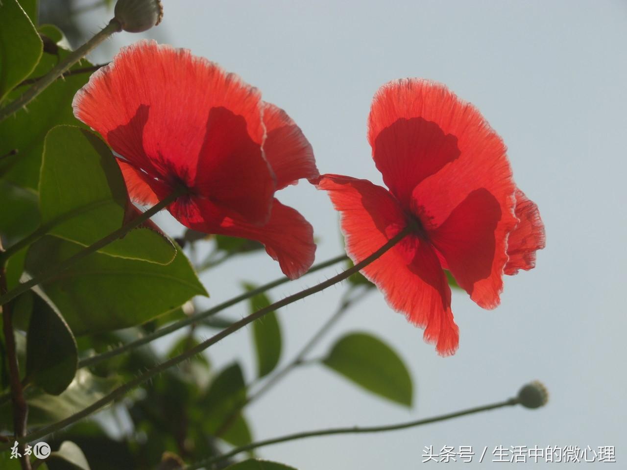 母乳补钙宝宝能吸收吗(母乳补钙宝宝能吸收吗)-硒宝网