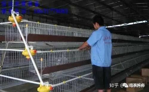 多少日龄鸡开始补硒（鸡缺硒的症状）-硒宝网