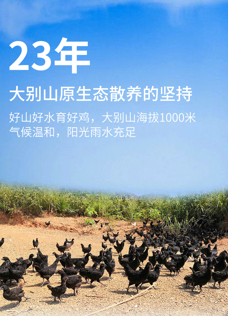 多少日龄鸡开始补硒（鸡硒缺乏）-硒宝网