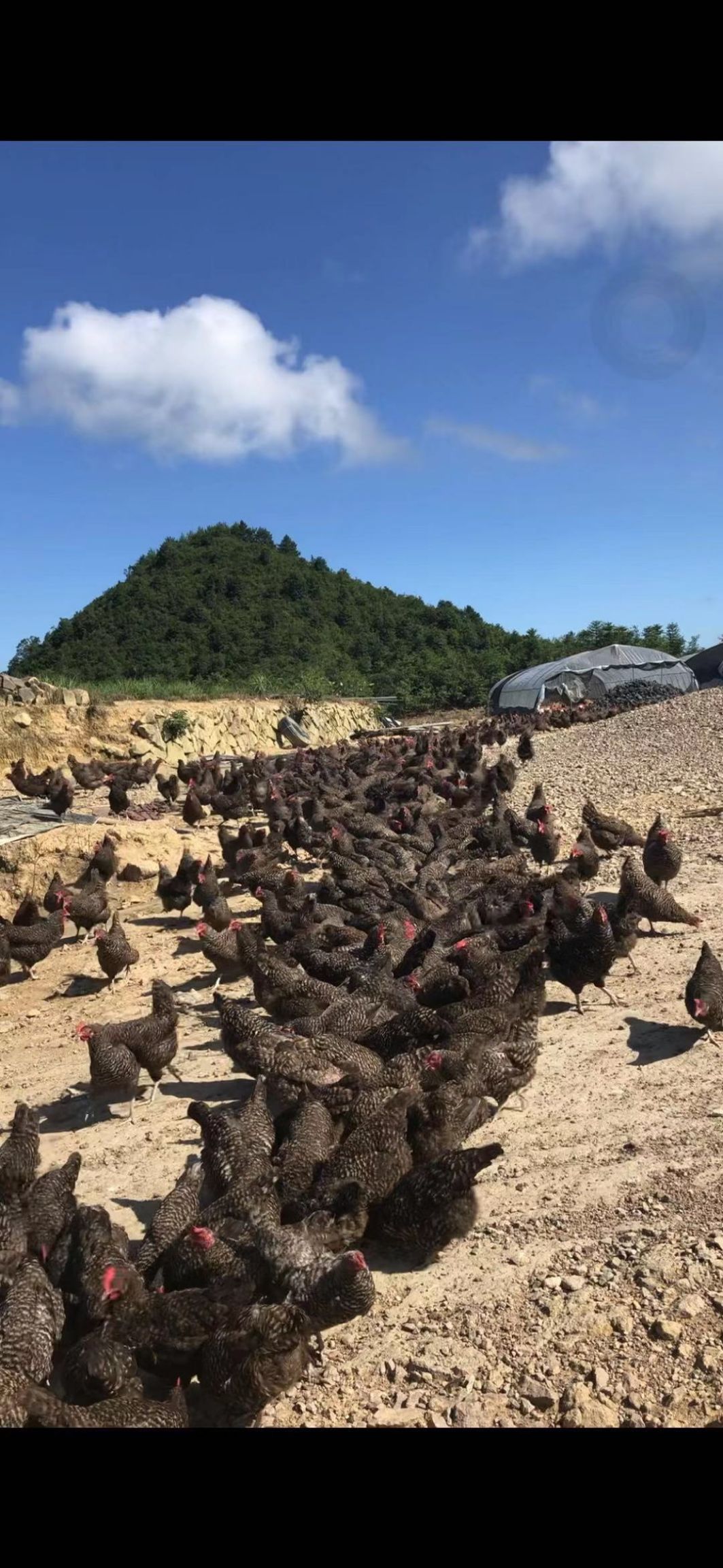 多少日龄鸡开始补硒（鸡硒缺乏）-硒宝网