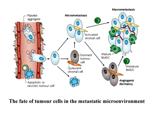 白细胞低可补哪种硒(细胞补种低白硒可以补充吗)-硒宝网