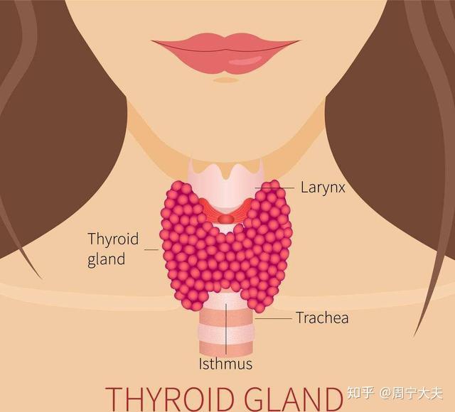 甲状腺素高能补硒吗(甲状腺能补硒吗)-硒宝网