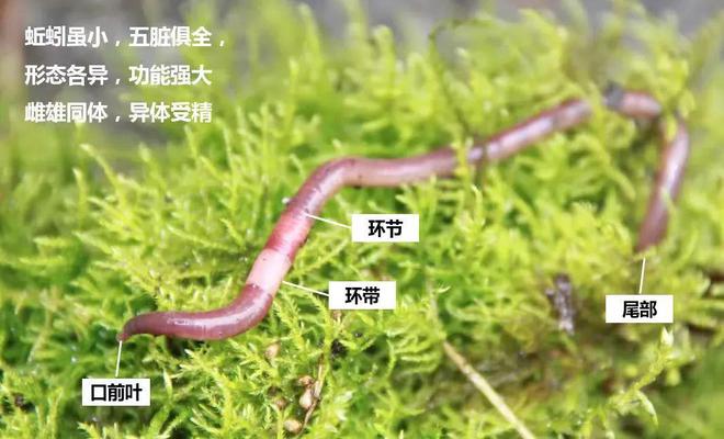 什么食物补铁最好(食物补铁吃什么最好)-硒宝网