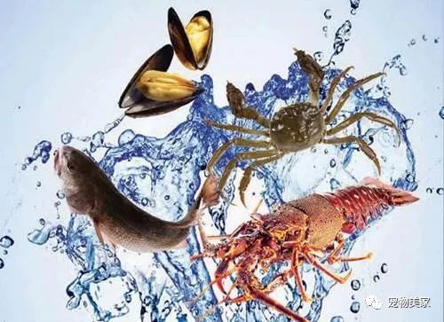 狗吃什么食物补钙(狗补钙吃什么食物最好最快)-硒宝网