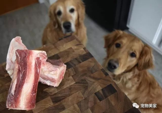 狗吃什么食物补钙(狗补钙吃什么食物最好最快)-硒宝网