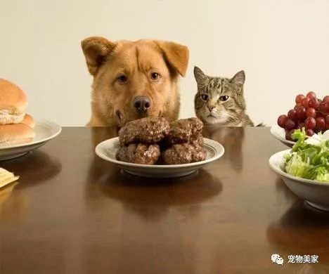 狗吃什么食物补钙(狗补钙吃什么食物最好最快)-硒宝网