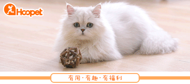 狗吃什么食物补钙(食物补钙狗吃了会怎样)-硒宝网