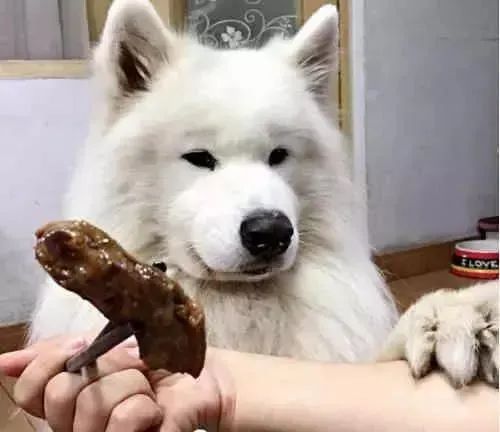 狗吃什么食物补钙(食物补钙狗吃了会怎样)-硒宝网