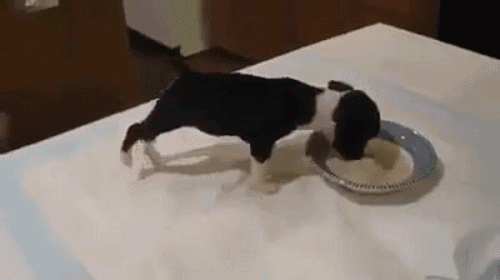 狗吃什么食物补钙(食物补钙狗吃了会怎样)-硒宝网