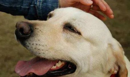 狗吃什么食物补钙(食物补钙狗吃了会怎样)-硒宝网