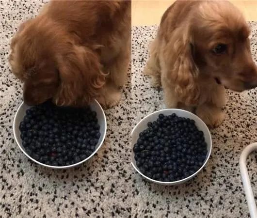 狗吃什么食物补钙(食物补钙狗吃了会怎样)-硒宝网