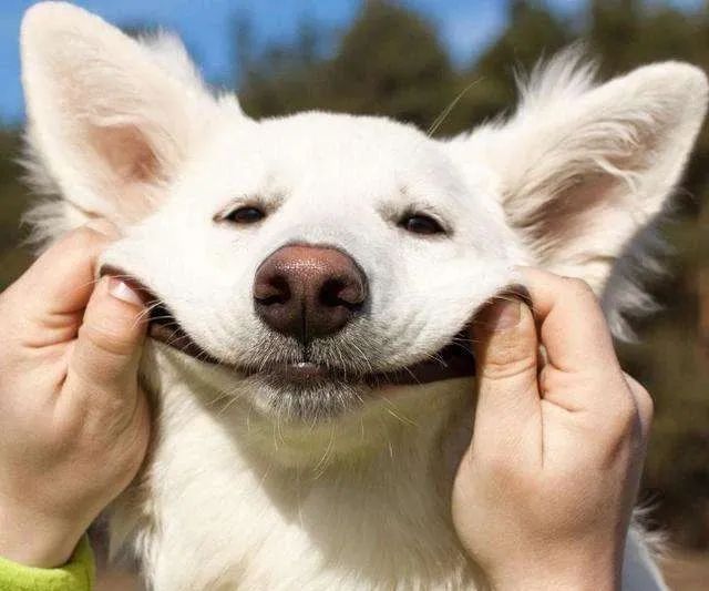 狗吃什么食物补钙(食物补钙狗吃了会怎样)-硒宝网