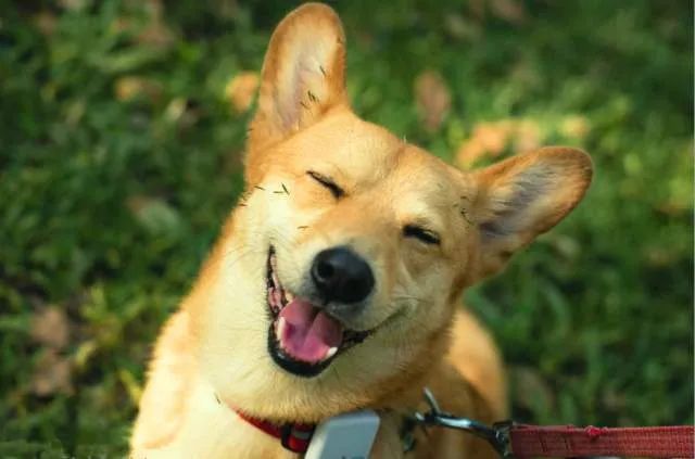 狗吃什么食物补钙(食物补钙狗吃了会怎样)-硒宝网