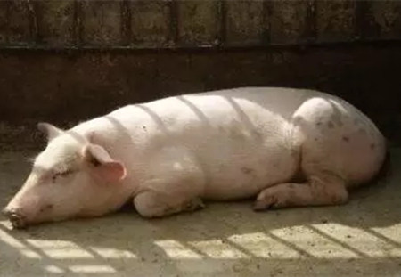 母猪补硒过量怎么办(母猪缺硒对仔猪影响)-硒宝网