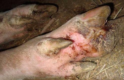 母猪补硒过量怎么办(母猪缺硒对仔猪影响)-硒宝网